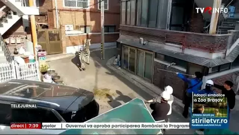 Coreea de Sud: O zebra a revenit la gradina zoologica dupa o escapada prin Seul