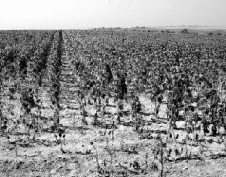 Despagubiri pentru fermierii afectati de calamitãti