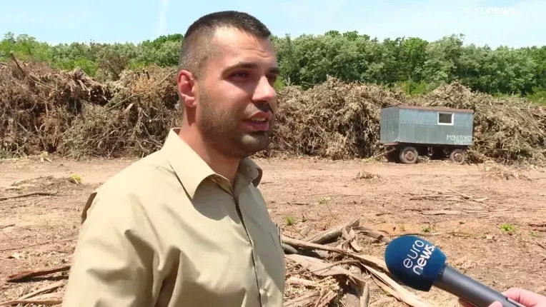 Romsilva, acuzata ca exploateaza lemnul din jurul Bucurestiului